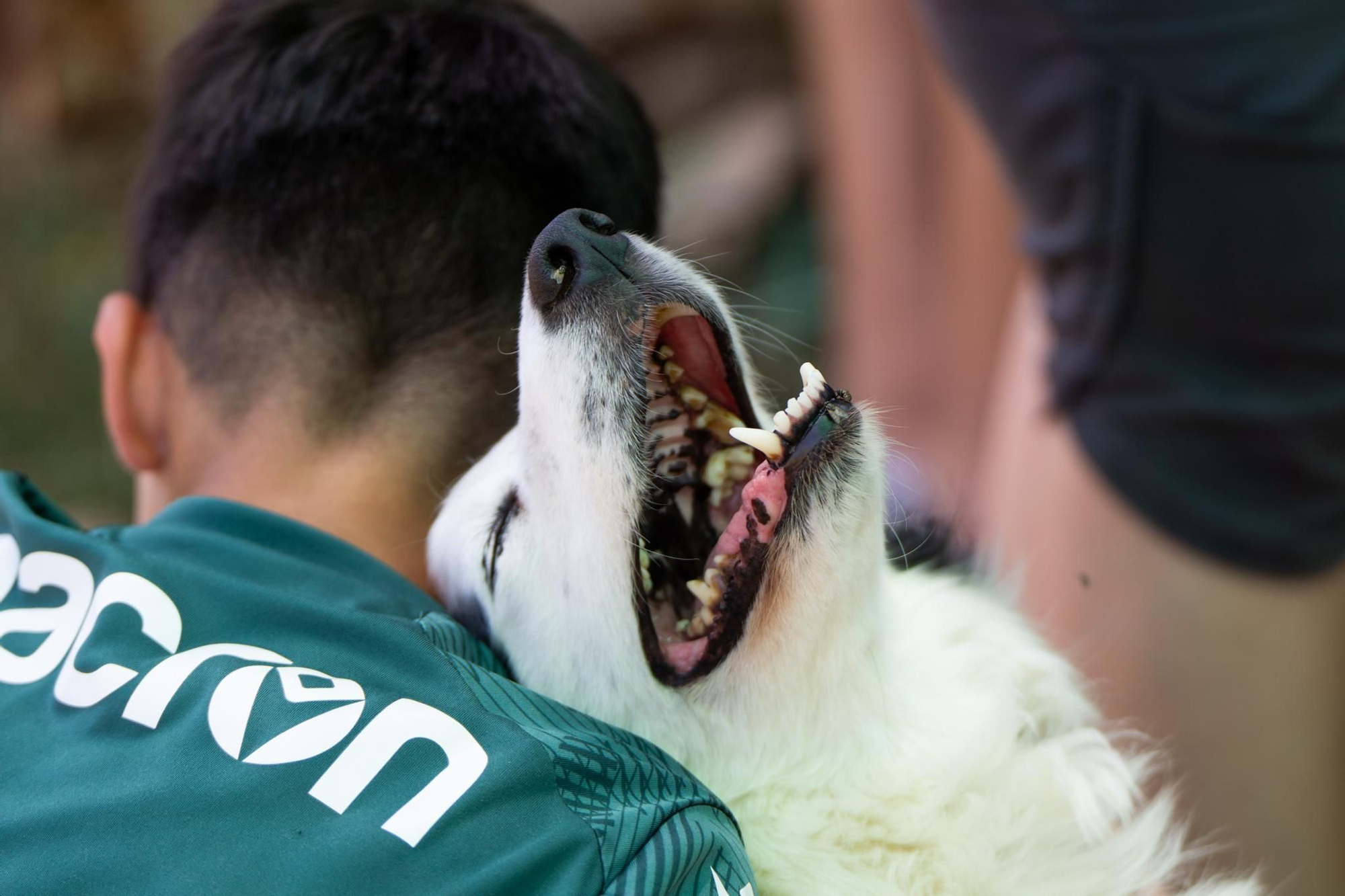FOTOGALERÍA: Las imágenes del concurso de perros pastores de Ares del Maestrat
