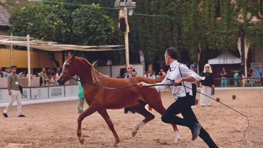 El Campeonato Nacional de Caballos Árabes en Córdoba