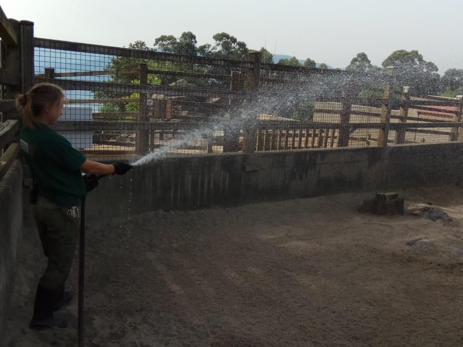 Laura, una de las cuidadoras de zoo, refresca las instalaciones de los animales