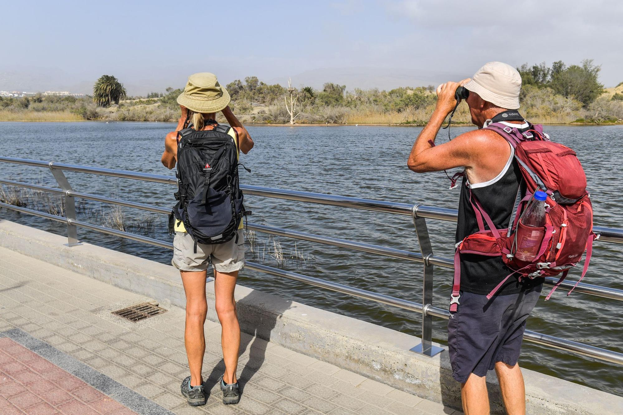 Avistamiento de fauna en la charca de Maspalomas