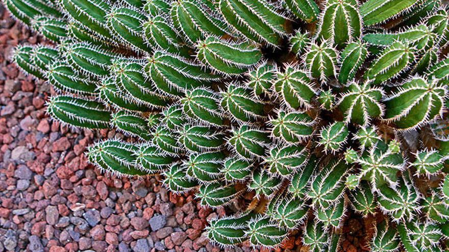 Die „Euphorbia echinus&quot; zählt zur Familie der Wolfsmilchgewächse, auf der Insel breitet sie sich zu Polstern aus.