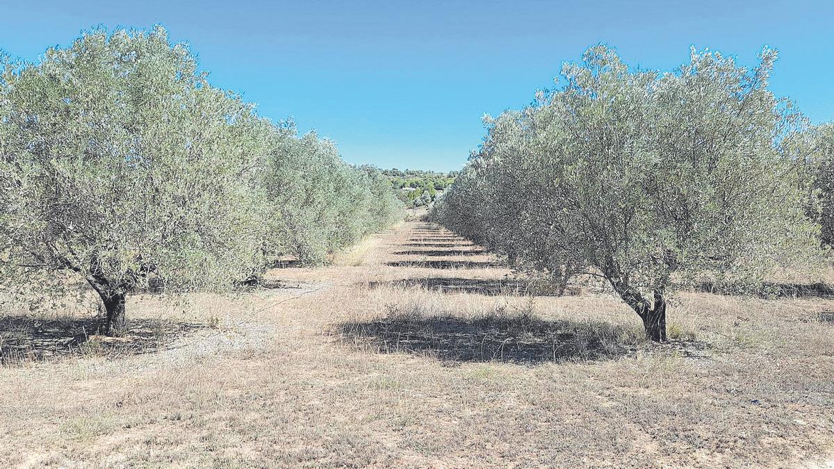 Campo de olivos en el término municipal de Villar del Arzobispo que se verá afectado por la planta fotovoltaica.