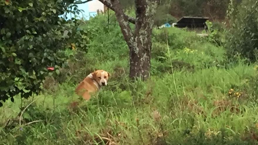 El perro encadenado.