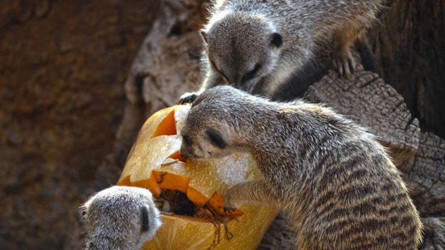 Bioparc celebra Halloween con todas las entradas a precio de niño