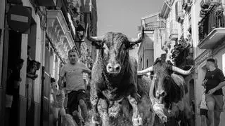 Almassora exhibirá 16 toros en las fiestas de Santa Quitèria: el cartel taurino al completo