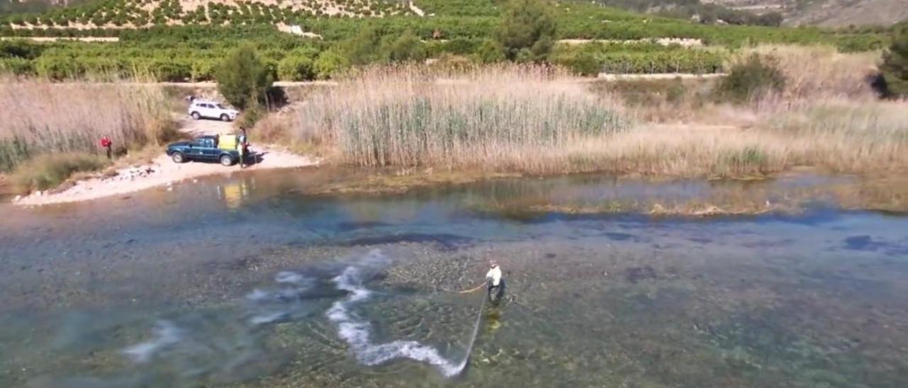 Los helicópteros fumigan hoy el Xúquer en una intervención de urgencia contra la mosca negra