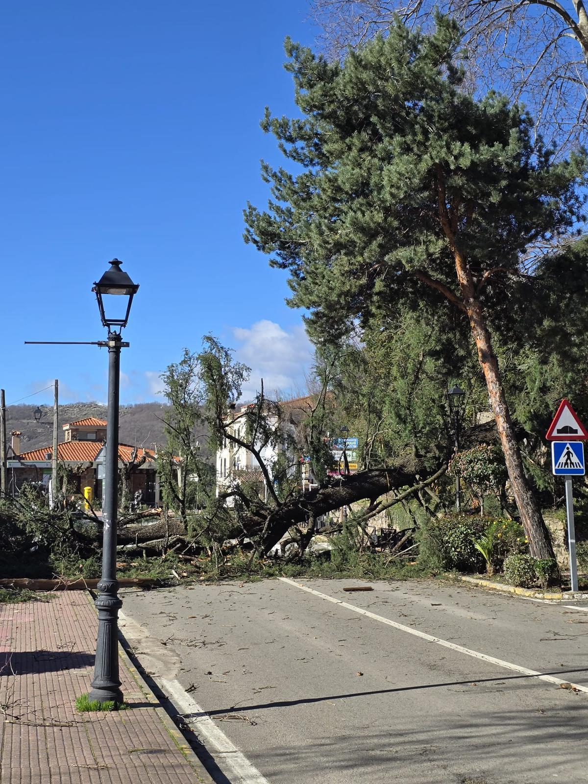 Imagen de los árboles vencidos por el viento.