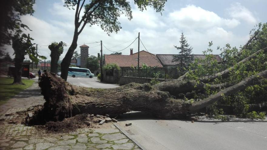 Un árbol de grandes dimensiones corta la carretera entre Granda y Mareo