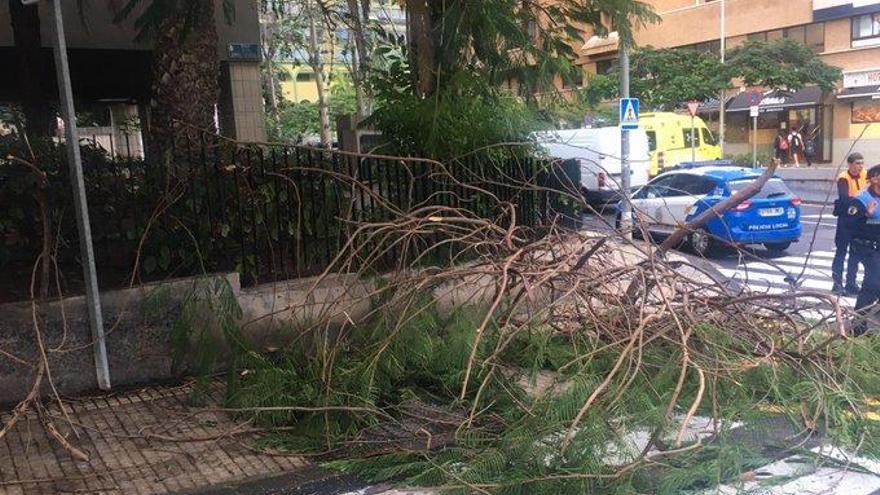 El fuerte viento provoca la caída de las ramas.