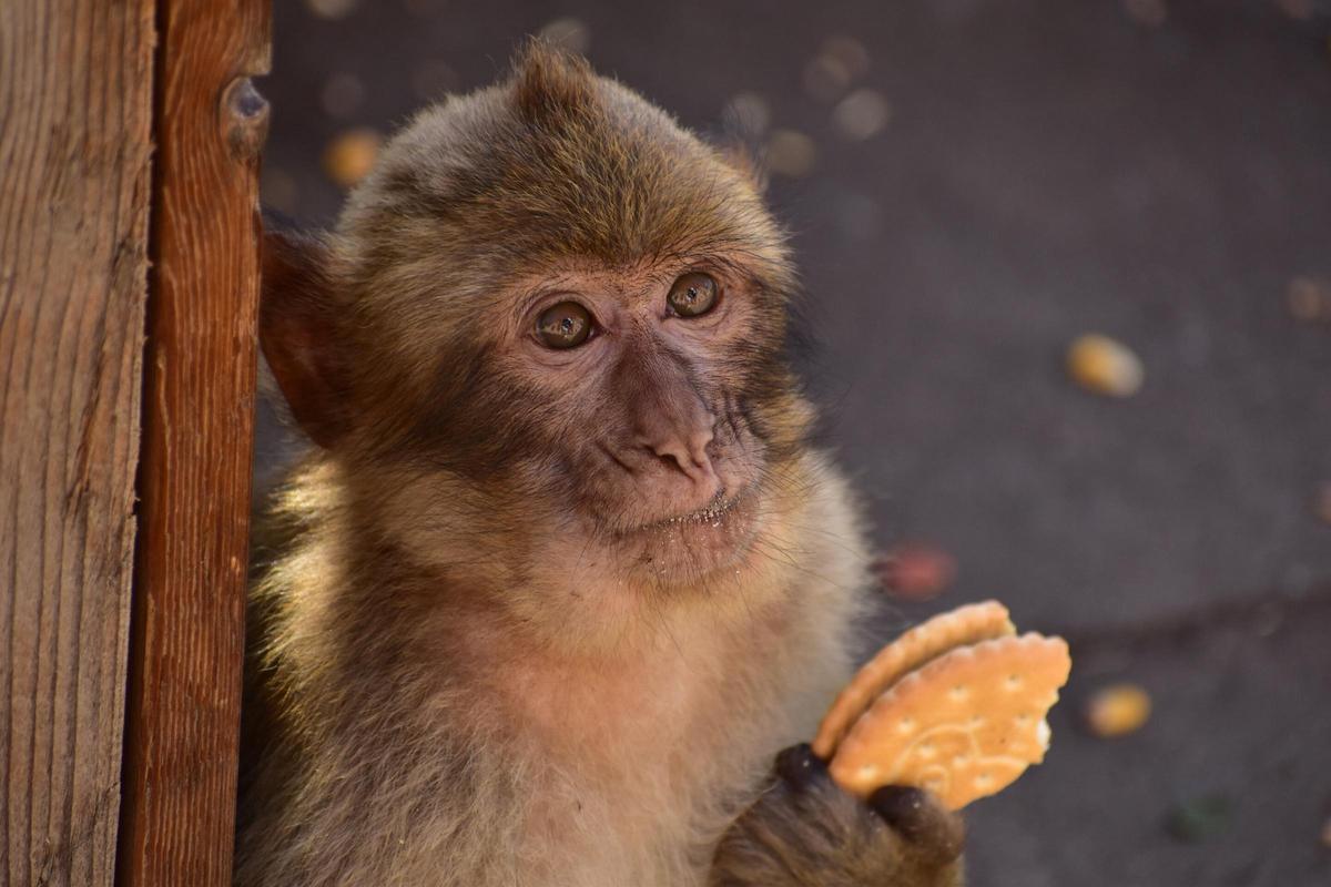 Un ejemplar comiendo una galleta de chocolate