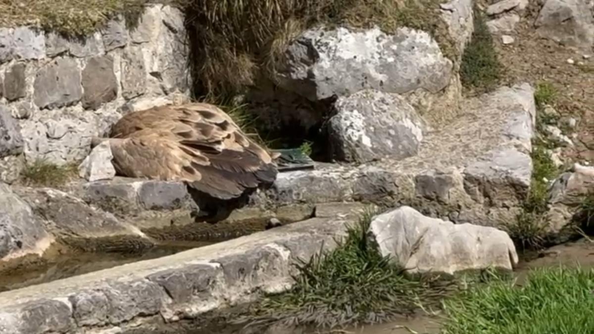 Cuerpo del buitre muerto hallado en Cabrales.