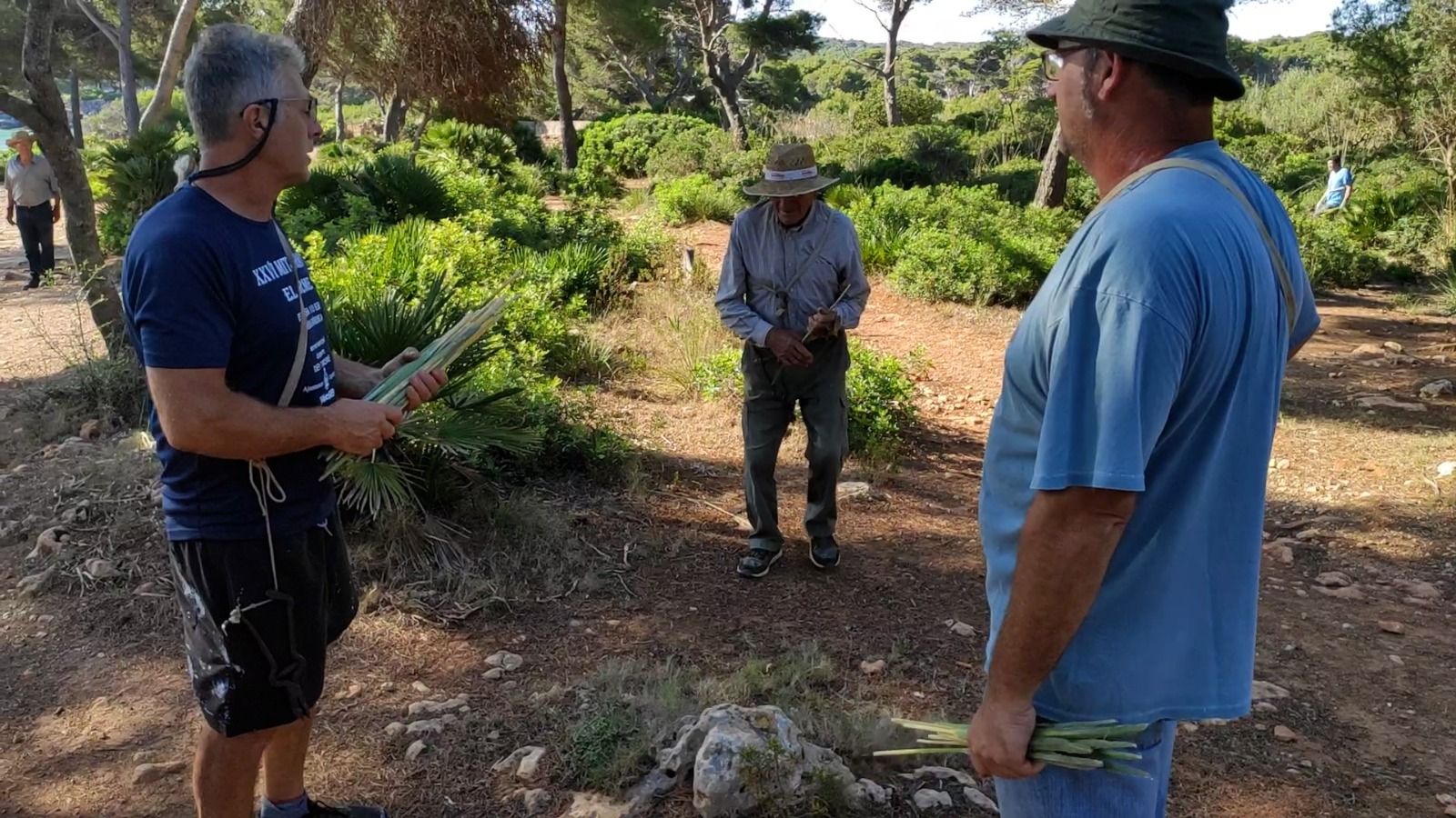 Capdepera recolecta 100 kilos de palmito para las 'Madones de la llata'