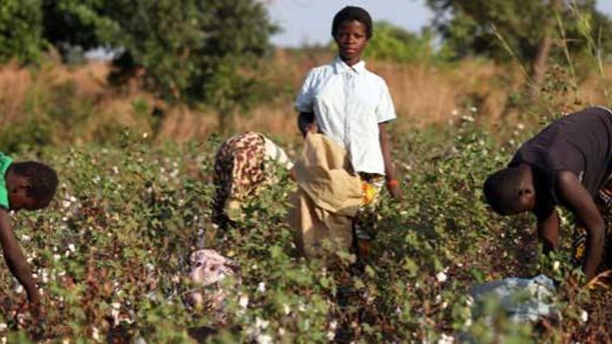 Un niño, en una plantación africana.