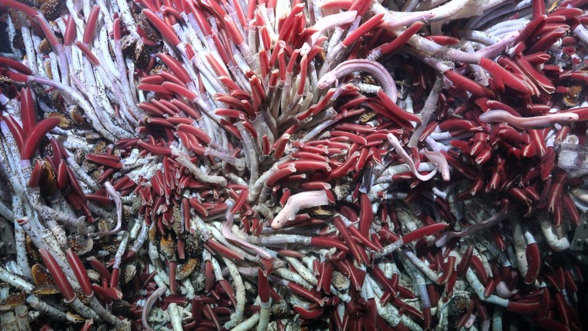 Gusanos tubulares hallados por debajo del lecho marino.