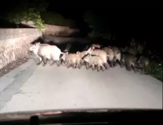 Los jabalíes dejan de temer a los humanos en Favara