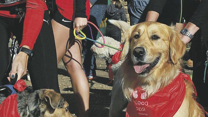 Perros participantes en la edición 2017 que se celebró en Benavente.