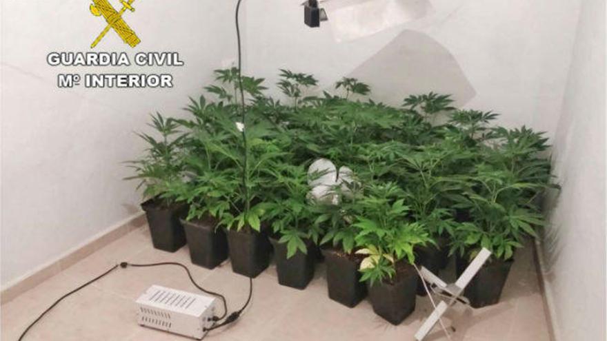 Las plantas de marihuana halladas en la casa okupa