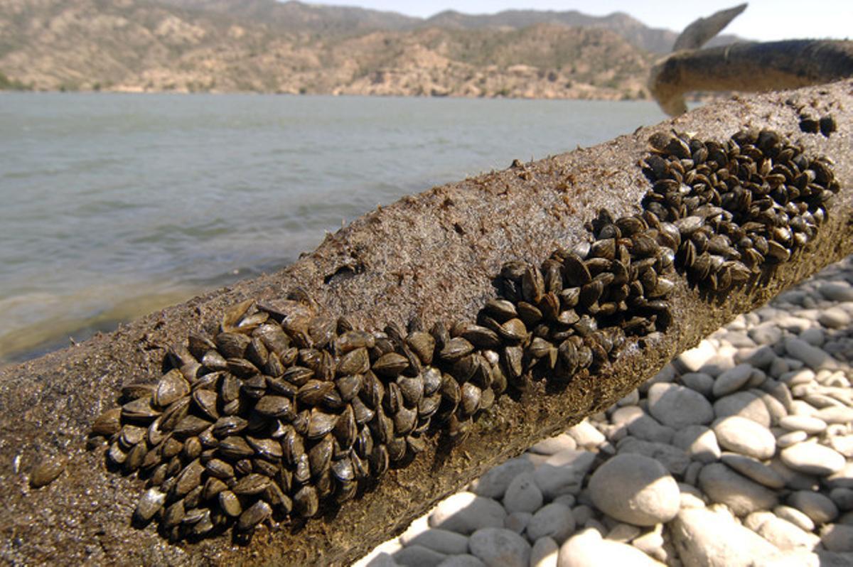 Un munt de musclos zebrats al pantà de Riba-roja d’Ebre. Un munt de musclos zebrats al pantà de Riba-roja d’Ebre.