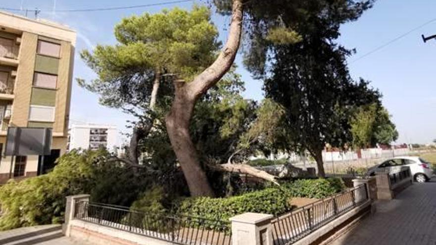 Cae la rama de un gran pino en la  Font de Sant Lluís