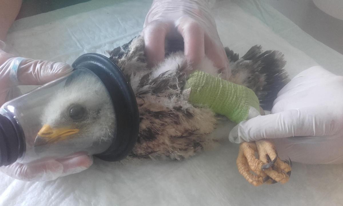 Un pollet tractat en el Centre de Fauna dels Aiguamolls