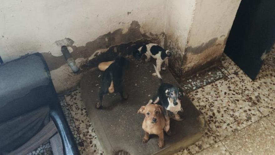 La policía encuentra veinte perros hacinados en una finca de Elche entre suciedad y orines