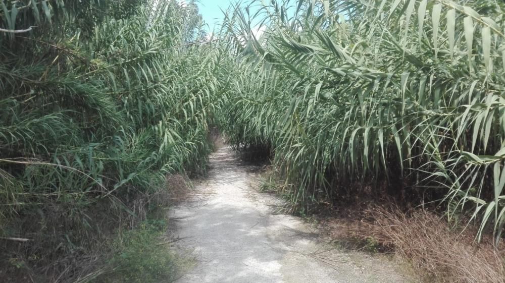 La suciedad invade el Parque Fluvial del Túria a su paso por Riba-roja