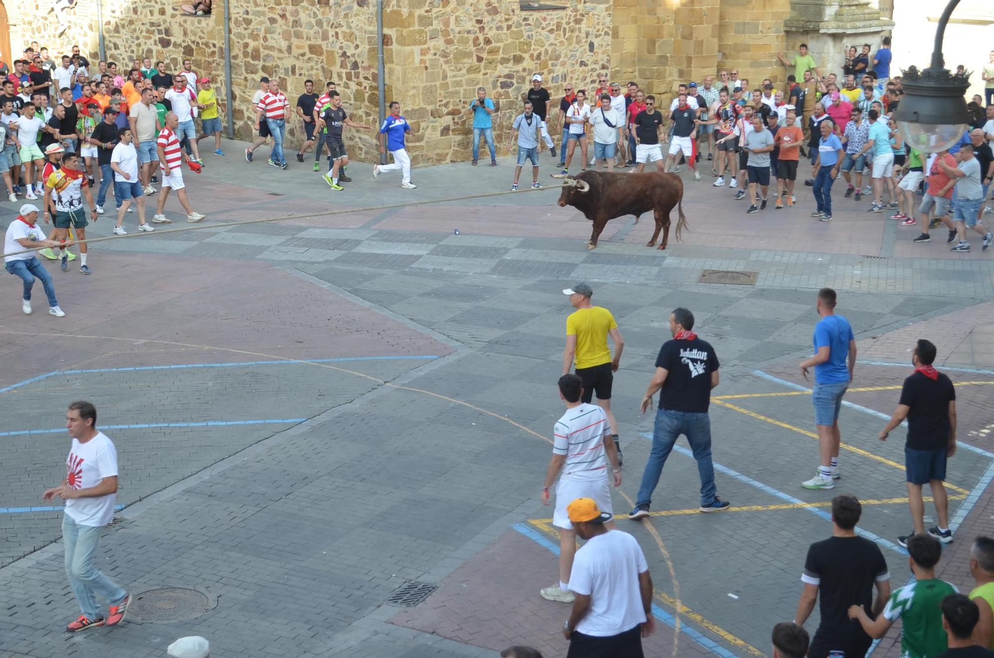 Así ha sido la carrera del torito Espléndido en Benavente
