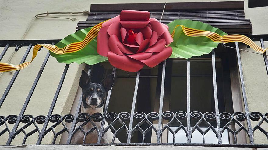 Una gran rosa de cartolina lluïa en un habitatge de Sallent