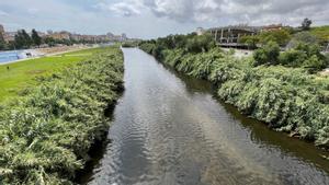 Parque fluvial del Besòs. Cada vez ese ven más pájaros e incluso nutrias.  