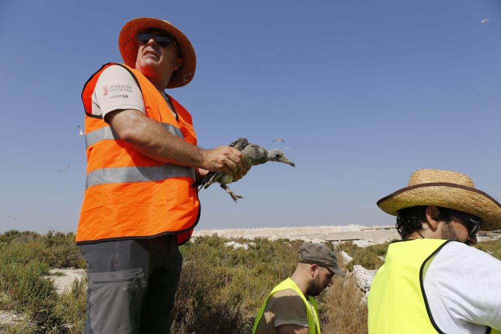 El Ayuntamiento de Torrevieja y la Conselleria de Medio Ambiente realizaron el anillamiento anual de la colonia de gaviotas establecida en el saladar de la laguna de Torrevieja con la ayuda de 30 volu