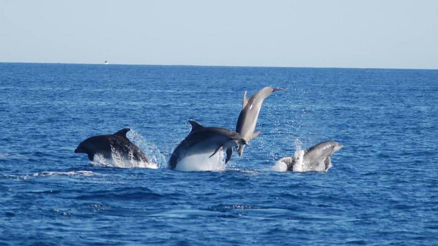 La costa cartagenera, sitio clave para el estudio de los delfines mulares