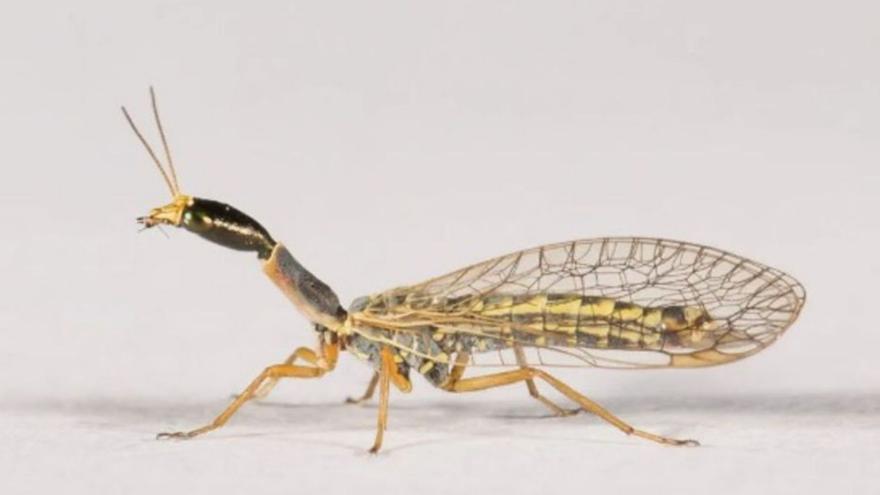 L’insecte que va ser descobert a Vilajuïga. | EDUARD MARQUÈS