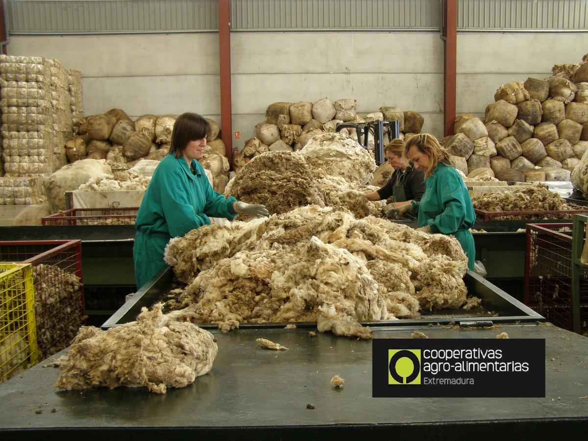 Trabajos de selección de la lana en una cooperativa de la región.