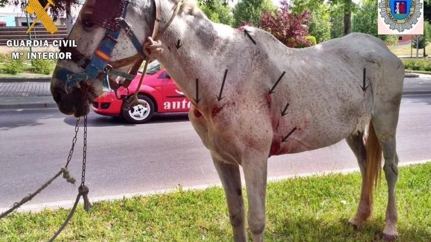 Investigado un ciudadano por maltratar a dos caballos en Badajoz