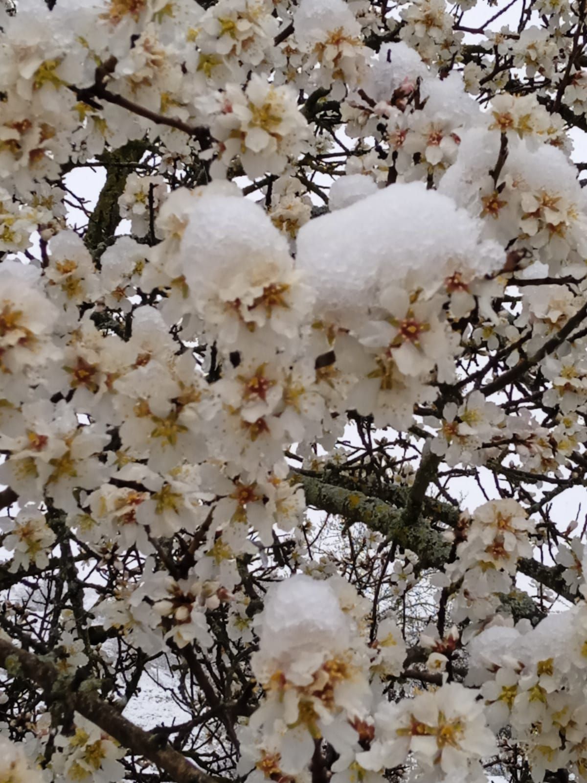 GALERÍA | Nieve sobre la flor del almendro en Zamora