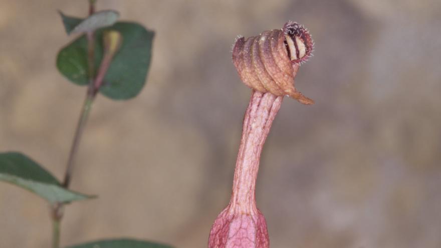 La flora de la Serra de Tramuntana