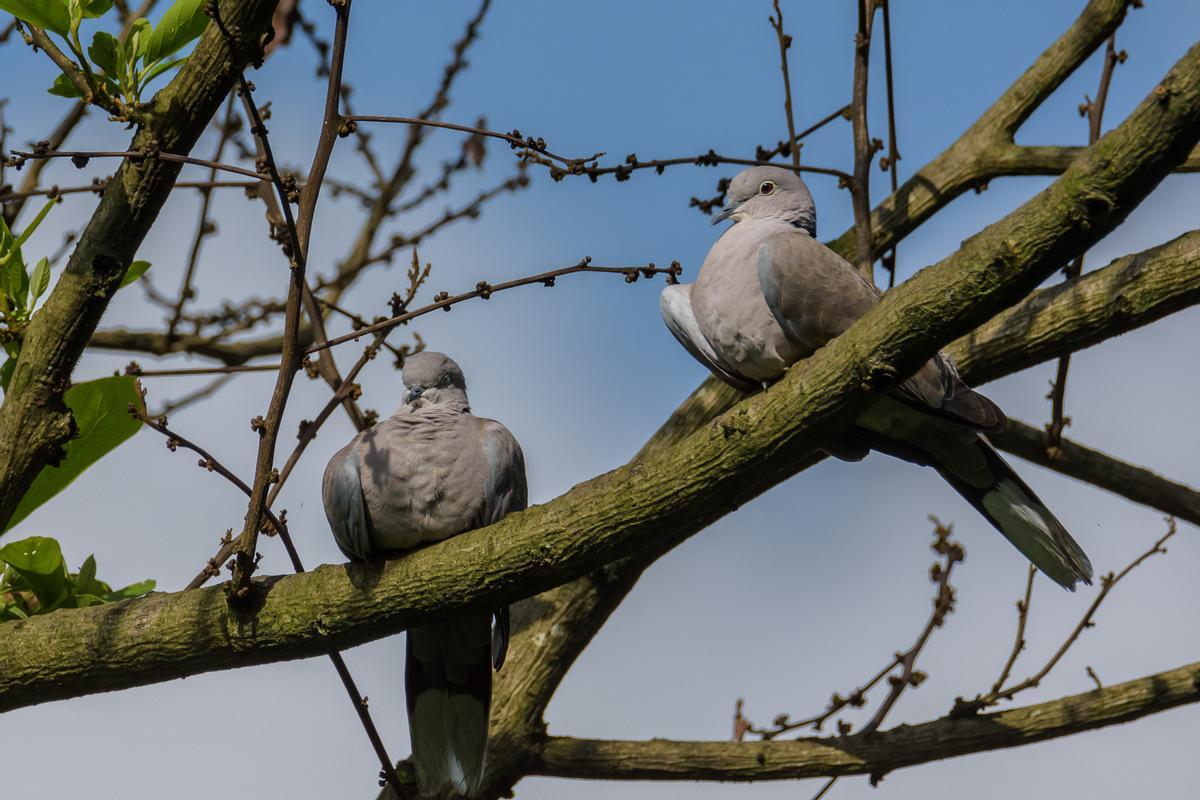 Zwei Türkentauben auf einem Baum.