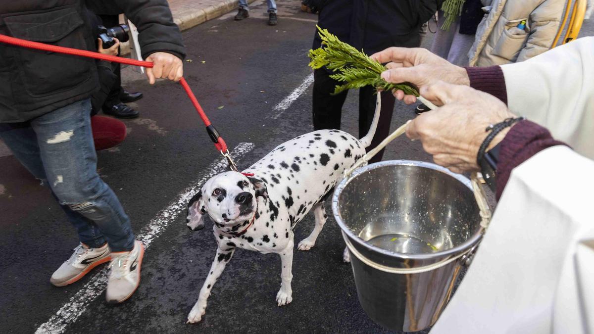 Búscate en la bendición de animales de Sant Antoni