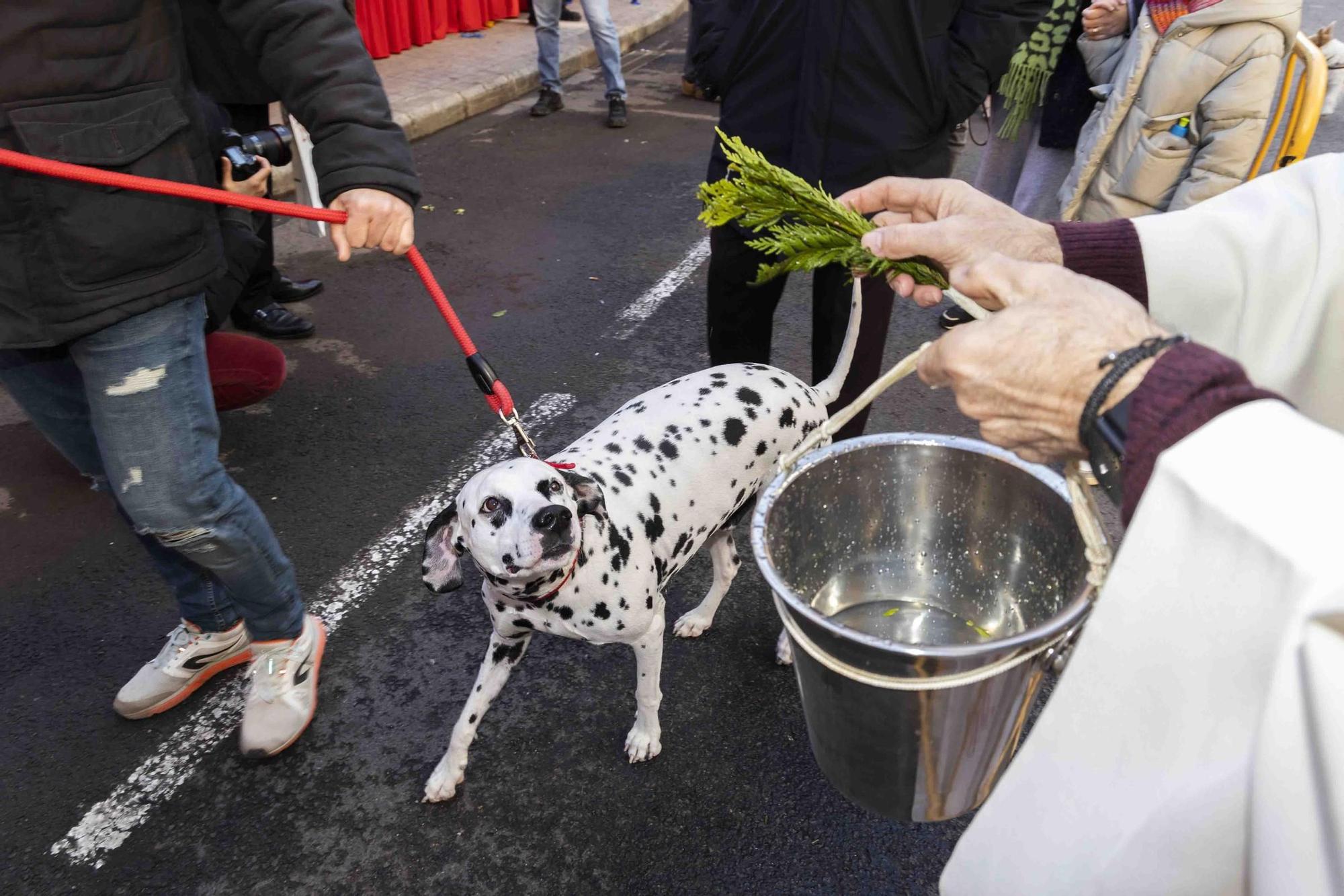 Búscate en la bendición de animales de Sant Antoni