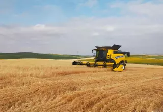 La siega del cereal se adelanta y arrojará una producción mínima