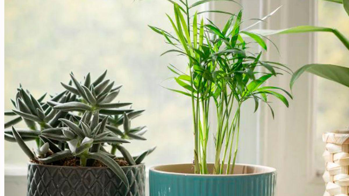 La planta de Ikea que absorbe la humedad del baño y el cuarto de la lavadora: cuesta menos 2 euros