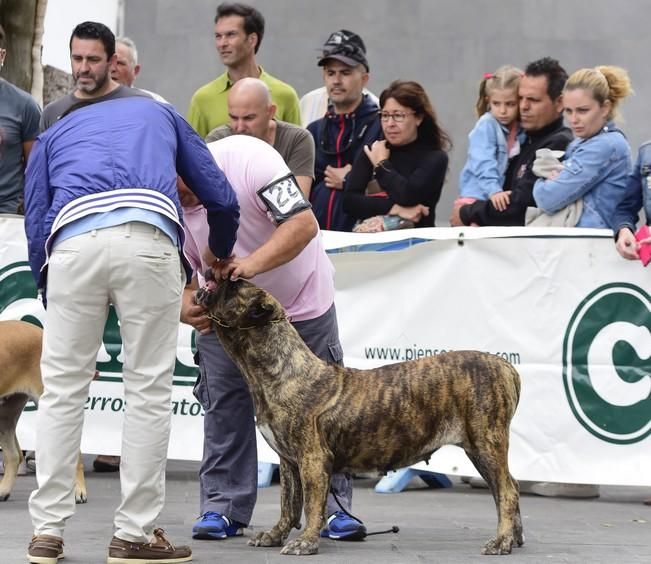 Celebración del I Certamen Nacional de perro ...