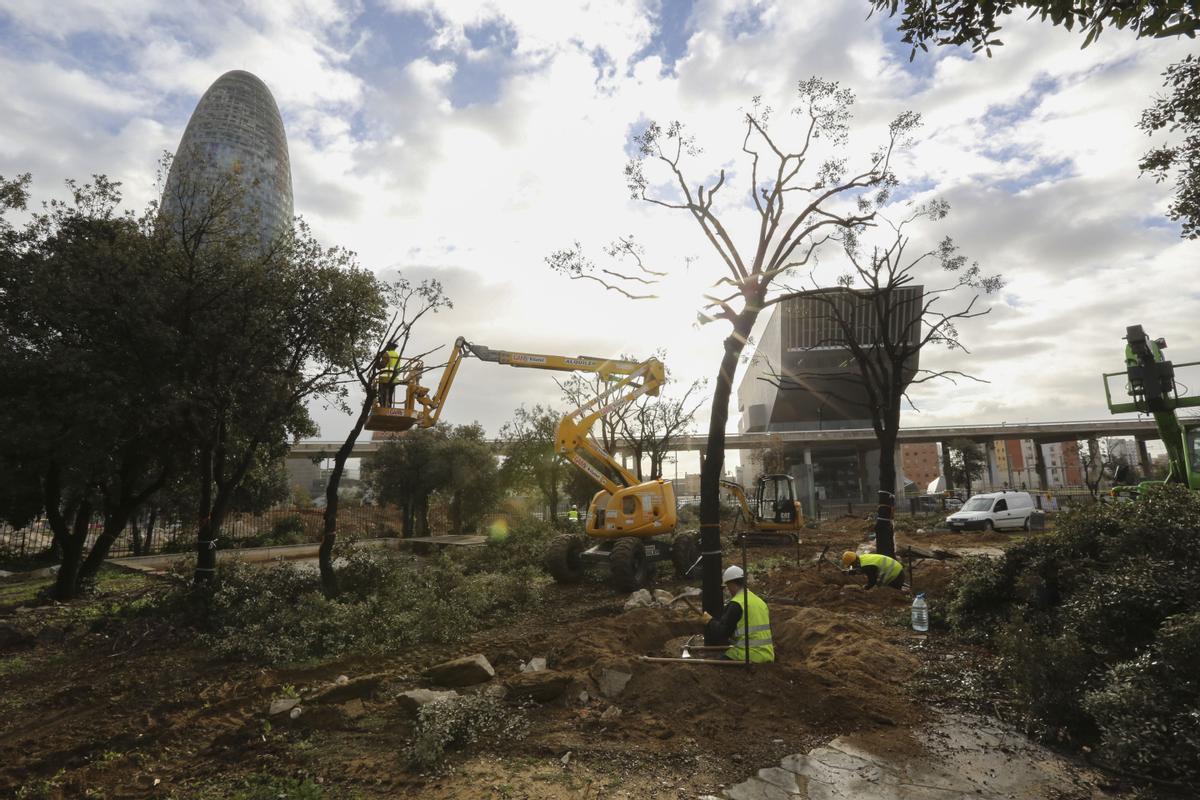 Trasplante en 2014 de las encinas en el interior del tambor viario de Glòries