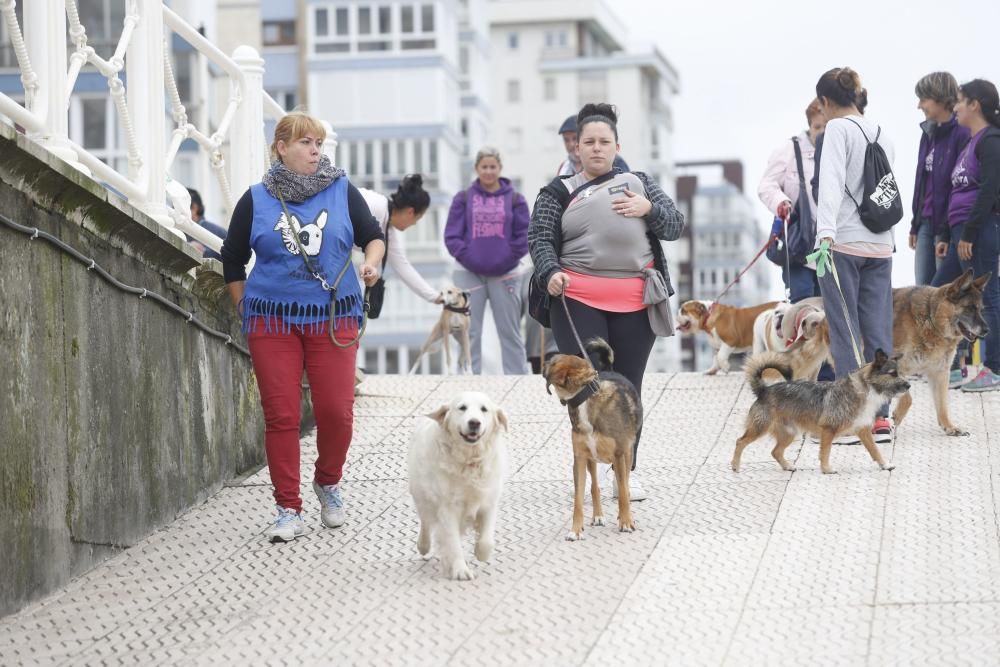 Concentración en la playa de Salinas para pedir el acceso para perros