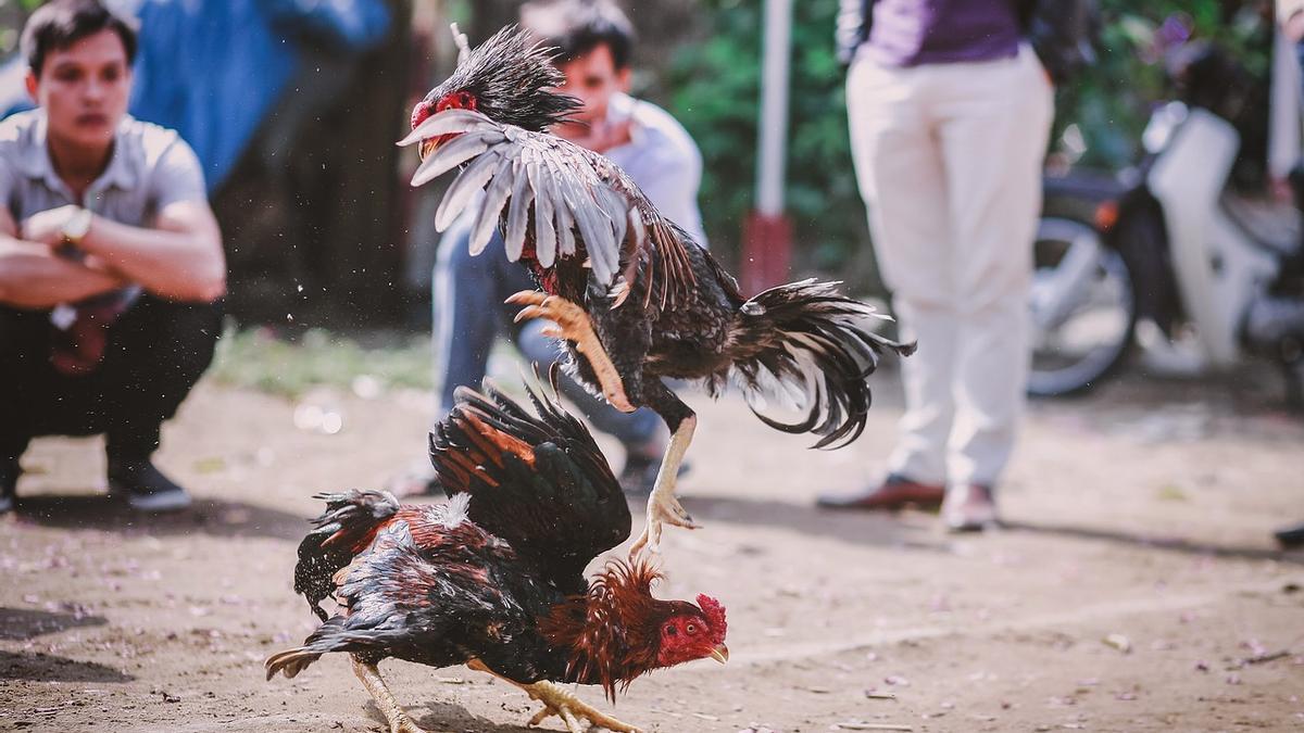 Un gallo de pelea mata a su dueño con el cuchillo que le habían atado a una pata