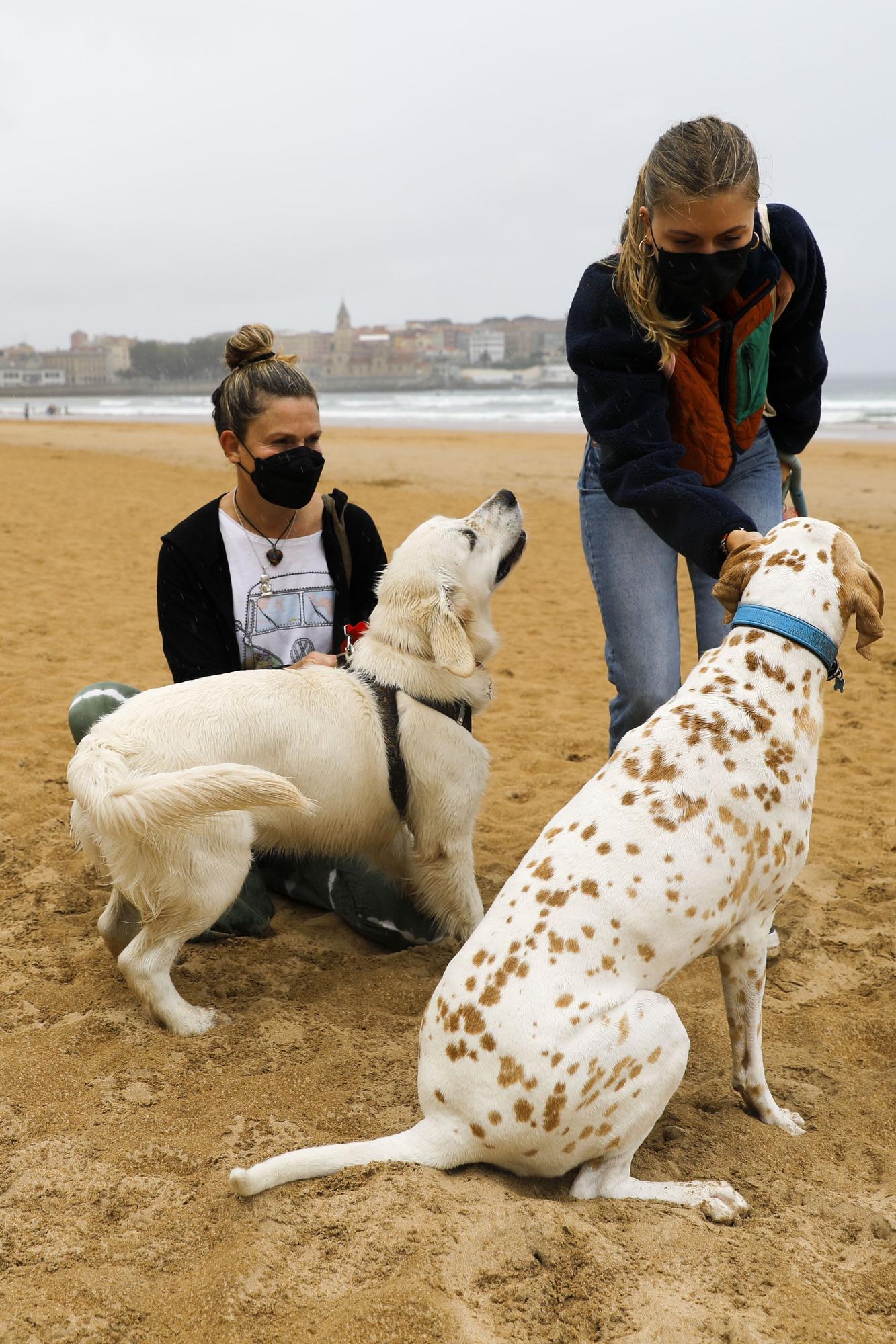 Los perros vuelven a las playas gijonesas