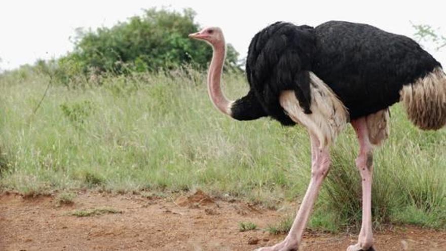 Aves capaces de atacar  a los seres humanos