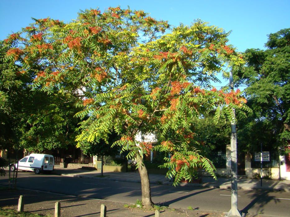 Ailanthus altissimaL’ailant, un arbre de caràcter ornamental del qual ja fa força temps que s’estan portant a terme actuacions de control. Es troba molt estès arreu de la província de Girona, i sovint s’havia usat en enjardinaments en el passat