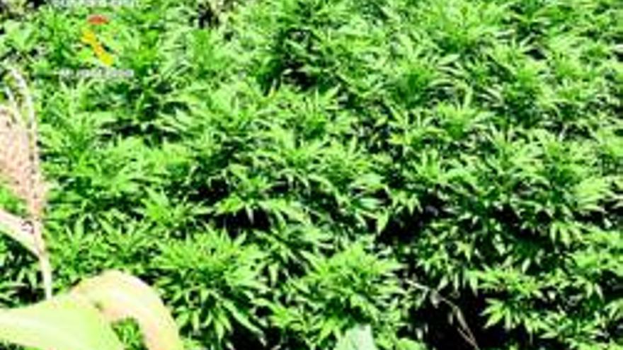 Cuatro detenidos en varias localidades de Cáceres por un presunto delito de cultivo de marihuana