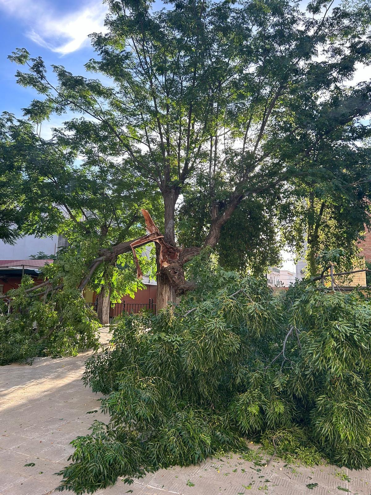 Árbol con grandes ramas caídas en el patio del CEIP Buenavista